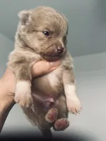 AKC RARE Lavender Parti VIOLET TEAL Gray Hazel Eyes Includes INSURANCE, a male Pomeranian for sale in Columbus, OH – 4 of 8