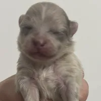 AKC RAREST includes INSURANCE RAREST Lavender Merle Gem Marble Eyes, a female Pomeranian for sale in Columbus, OH – 2 of 5