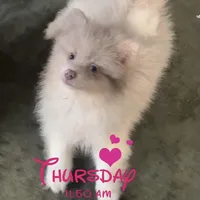 AKC Lavender Parti Merle Blue Green Eyes, a male Pomeranian for sale in Columbus, OH – Photo 3 of 7