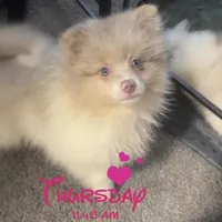 AKC Lavender Parti Merle Blue Green Eyes, a male Pomeranian for sale in Columbus, OH – Photo 2 of 7