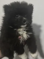AKC XL Black Parti Tuxedo Mitten Toes Includes INSURANCE Throwback Pom, a male Pomeranian for sale in Columbus, OH – 6 of 8