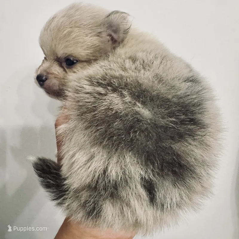 AKC RAREST Lavender BRINDLE Merle Gray Blu Gem Eyes includes INSURANCE – Pomeranian puppy for sale in Columbus, OH