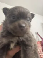 AKC RARE Blue Lavender Chocolate includes INSURANCE DNA Tested Pure, a female Pomeranian for sale in Columbus, OH – 3 of 8