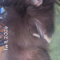 AKC Fox Face Blue Calm Sweet, a male Pomeranian for sale in Columbus, OH – Photo 5 of 10