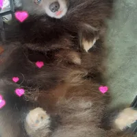 AKC Fox Face Blue Calm Sweet, a male Pomeranian for sale in Columbus, OH – Photo 10 of 10