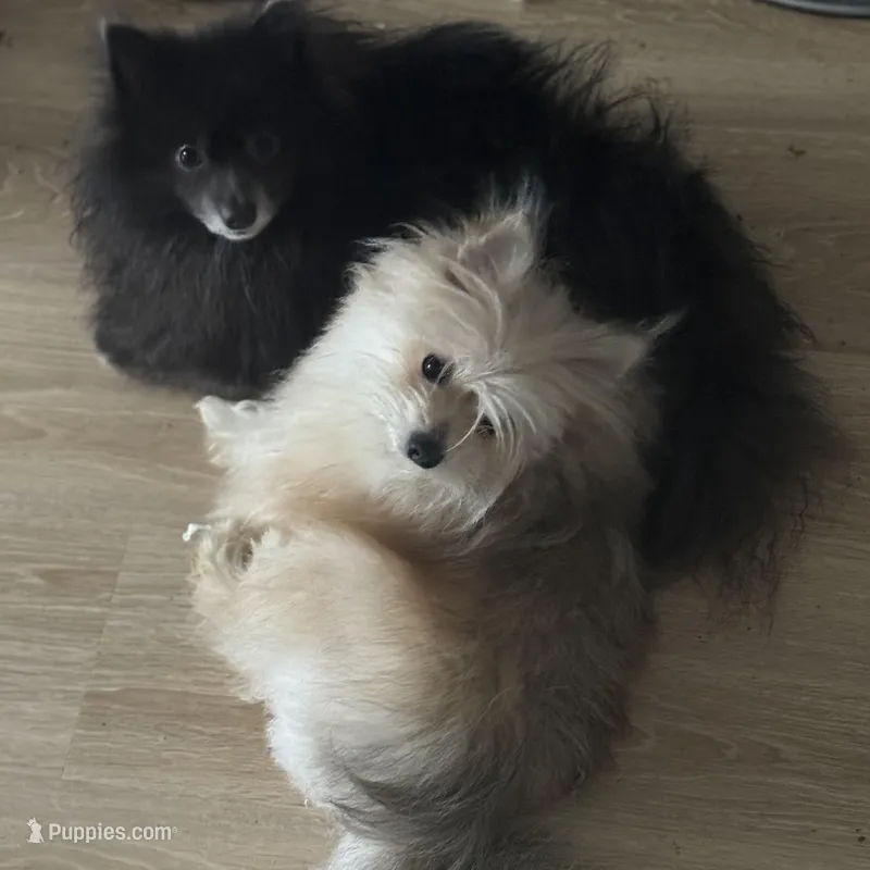 AKC Fox Face Blue Calm Sweet – Pomeranian puppy for sale in Columbus, OH