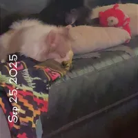 AKC Fox Face Blue Calm Sweet, a male Pomeranian for sale in Columbus, OH – Photo 8 of 10