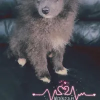 AKC Fox Face Blue Calm Sweet, a male Pomeranian for sale in Columbus, OH – Photo 4 of 10