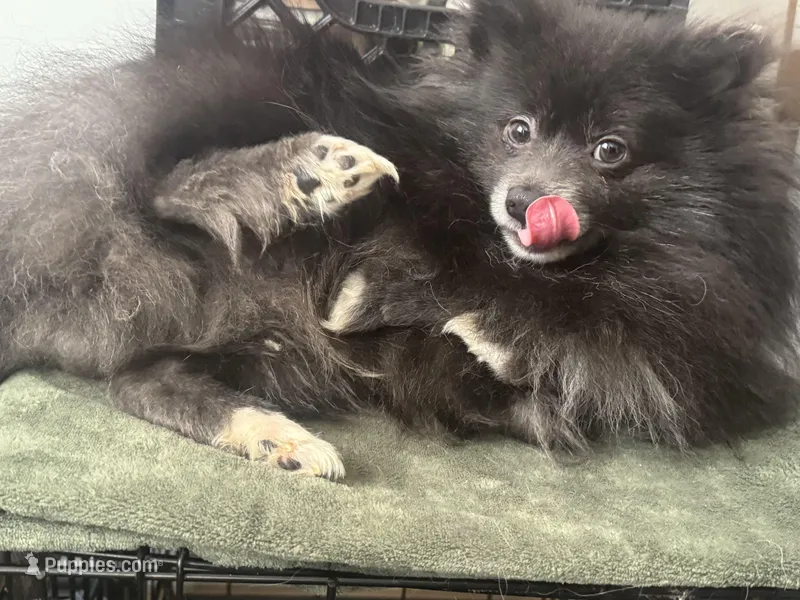 AKC Fox Face Blue Calm Sweet