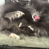 AKC Fox Face Blue Calm Sweet, a male Pomeranian for sale in Columbus, OH – Photo 1 of 10