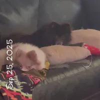 AKC Fox Face Blue Calm Sweet, a male Pomeranian for sale in Columbus, OH – Photo 9 of 10