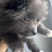 AKC Fox Face Blue Calm Sweet, a male Pomeranian for sale in Columbus, OH – Photo 2 of 10