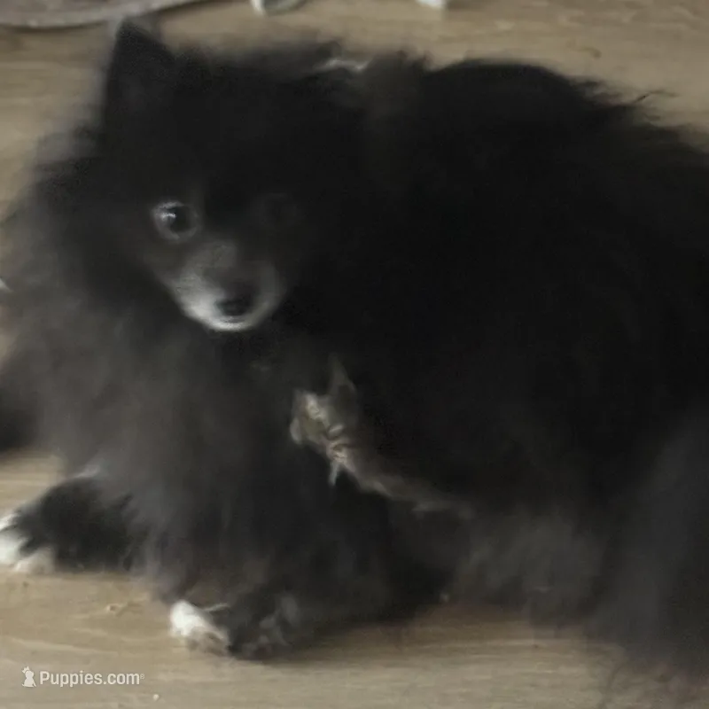 AKC includes INSURANCE Fox Face Blue  Sweet  – Pomeranian puppy for sale in Columbus, OH