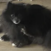 AKC Fox Face Blue Calm Sweet, a male Pomeranian for sale in Columbus, OH – 2 of 10