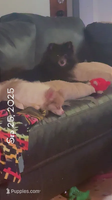 AKC Fox Face Blue Calm Sweet