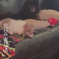 AKC Fox Face Blue Calm Sweet, a male Pomeranian for sale in Columbus, OH – Photo 3 of 10