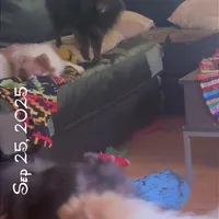 AKC Fox Face Blue Calm Sweet, a male Pomeranian for sale in Columbus, OH – Photo 7 of 10