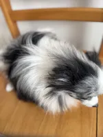 Fixed BUBBLY Blue Merle Parti Playful Sweet happy go lucky, a female Pomeranian for sale in Columbus, OH – 6 of 10