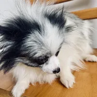 Fixed BUBBLY Blue Merle Parti Playful Sweet happy go lucky, a female Pomeranian for sale in Columbus, OH – 4 of 10