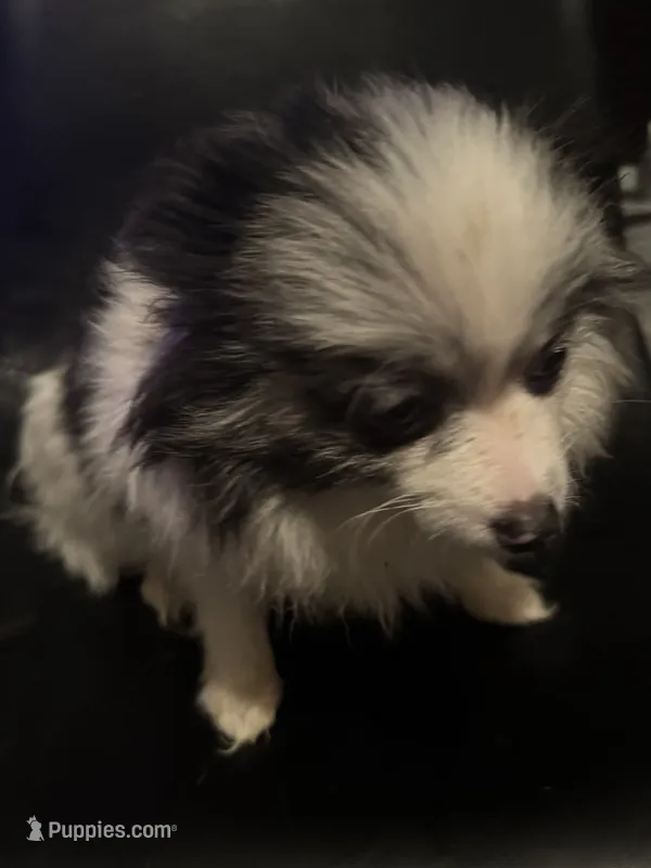 Blue Merle Parti Playful Sweet – Pomeranian puppy for sale in Columbus, OH