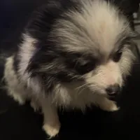 Blue Merle Parti Playful Sweet, a female Pomeranian for sale in Columbus, OH – Photo 3 of 6