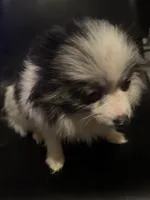 Blue Merle Parti Playful Sweet, a female Pomeranian for sale in Columbus, OH – Photo 3 of 6