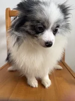 Fixed BUBBLY Blue Merle Parti Playful Sweet happy go lucky, a female Pomeranian for sale in Columbus, OH – 5 of 10