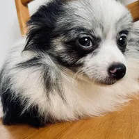 Fixed BUBBLY Blue Merle Parti Playful Sweet happy go lucky, a female Pomeranian for sale in Columbus, OH – 3 of 10