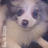 Blue Merle Parti Playful Sweet, a female Pomeranian for sale in Columbus, OH – Photo 4 of 6