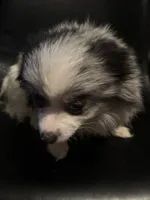 Blue Merle Parti Playful Sweet, a female Pomeranian for sale in Columbus, OH – Photo 6 of 6