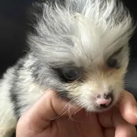 Blue Merle Parti Playful Sweet, a female Pomeranian for sale in Columbus, OH – Photo 1 of 6