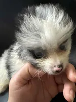 Blue Merle Parti Playful Sweet, a female Pomeranian for sale in Columbus, OH – Photo 1 of 6