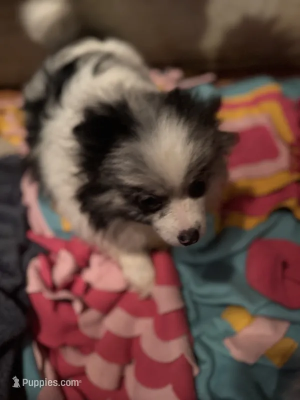 Blue Merle Parti Playful Sweet – Pomeranian puppy for sale in Columbus, OH