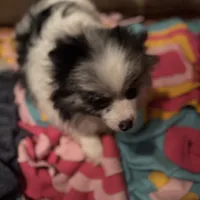 Blue Merle Parti Playful Sweet, a female Pomeranian for sale in Columbus, OH – Photo 2 of 6