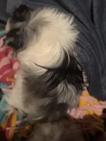 Blue Merle Parti Playful Sweet, a female Pomeranian for sale in Columbus, OH – Photo 5 of 6