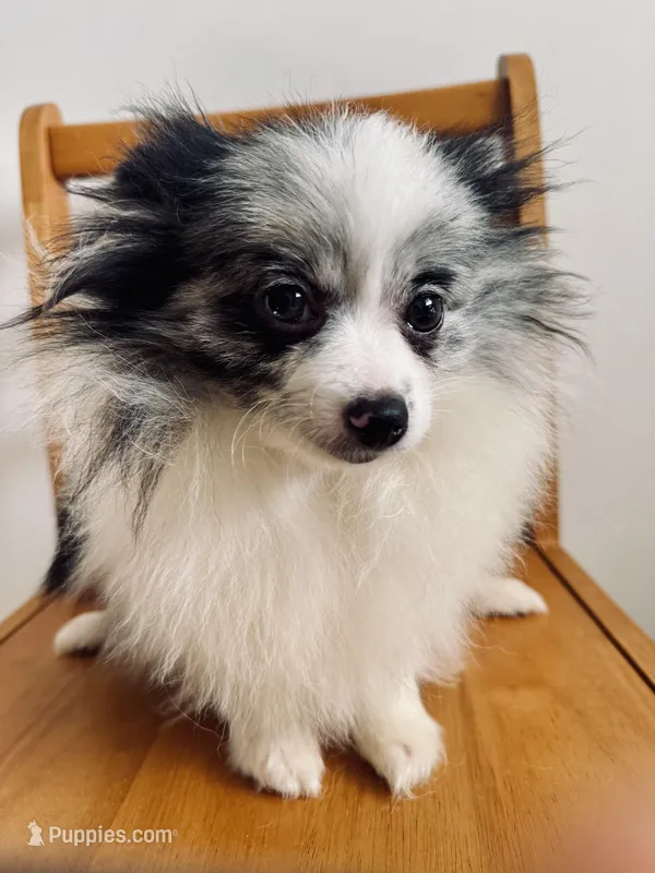 Fixed BUBBLY Blue Merle Parti Playful Sweet happy go lucky – Pomeranian puppy for sale in Columbus, OH