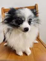 Fixed BUBBLY Blue Merle Parti Playful Sweet happy go lucky, a female Pomeranian for sale in Columbus, OH – 1 of 10