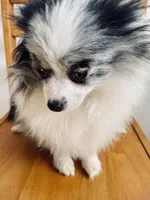 Fixed BUBBLY Blue Merle Parti Playful Sweet happy go lucky, a female Pomeranian for sale in Columbus, OH – 2 of 10