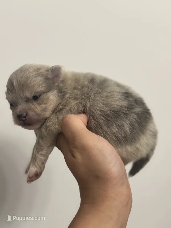 AKC RAREST Lavender BRINDLE SILVER Merle Gem Eyes includes INSURANCE – Pomeranian puppy for sale in Columbus, OH