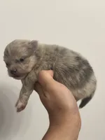 AKC RAREST Lavender BRINDLE Merle Gray Blu Gem Eyes includes INSURANCE, a female Pomeranian for sale in Columbus, OH – 2 of 10