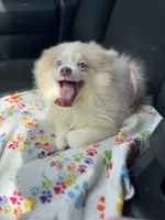 AKC Lavender Merle Blue Green Eyes, a male Pomeranian for sale in Columbus, OH – Photo 1 of 8
