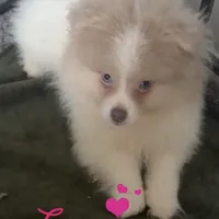 AKC Lavender Merle Blue Green Eyes, a male Pomeranian for sale in Columbus, OH – Photo 1 of 7