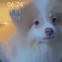 AKC Lavender Merle Blue Green Eyes, a male Pomeranian for sale in Columbus, OH – Photo 3 of 8