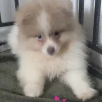 AKC Lavender Merle Blue Green Eyes, a male Pomeranian for sale in Columbus, OH – Photo 2 of 7