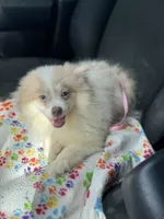 AKC Lavender Merle Blue Green Eyes, a male Pomeranian for sale in Columbus, OH – Photo 7 of 8