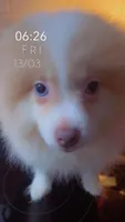 AKC Lavender Merle Blue Green Eyes, a male Pomeranian for sale in Columbus, OH – Photo 5 of 8