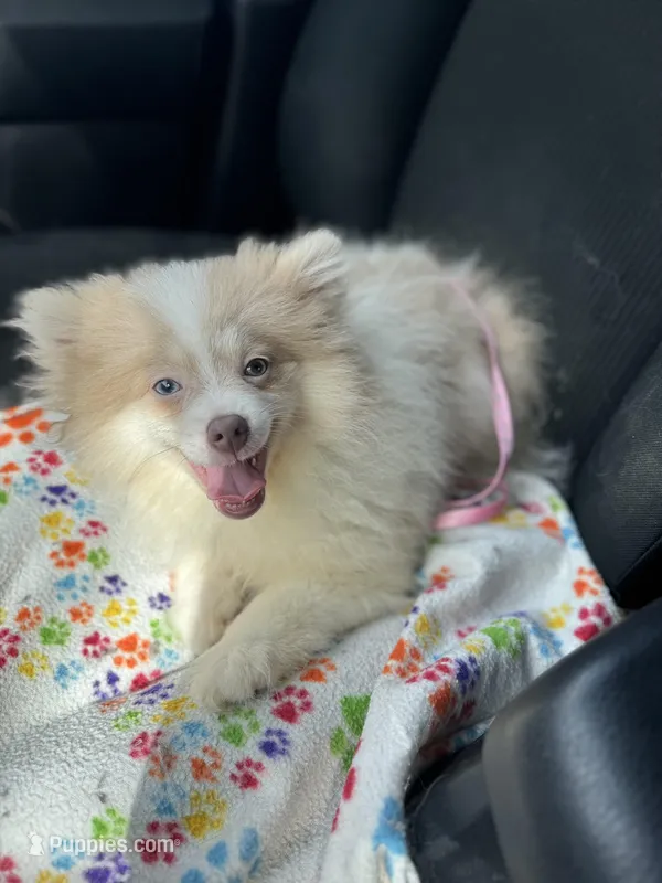 AKC Lavender Merle Blue Green Eyes – Pomeranian puppy for sale in Columbus, OH