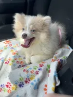 AKC Lavender Merle Blue Green Eyes, a male Pomeranian for sale in Columbus, OH – Photo 8 of 8