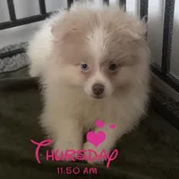 AKC Lavender Merle Blue Green Eyes, a male Pomeranian for sale in Columbus, OH – Photo 3 of 7