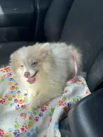 AKC  Includes INSURANCE Lavender Merle Blue Green Eyes, a male Pomeranian for sale in Columbus, OH – 7 of 7